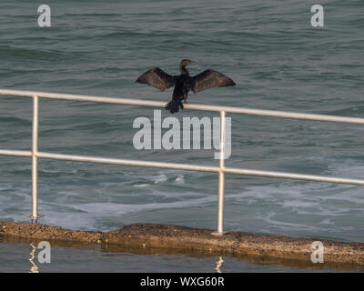 Black Cormorant, Wasservögel, trocknet seine Flügel, während sie auf dem Geländer des Wellenpools mit Blick auf das Meer sitzen Stockfoto