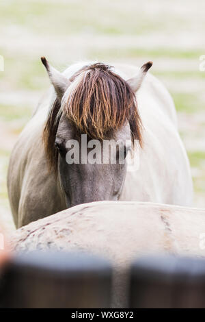 Ein Porträt von Pferd tarpan auf der Außenseite Stockfoto