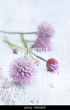 Frisch organische Schnittlauch liegen auf einem hölzernen Hintergrund schneiden. Stockfoto