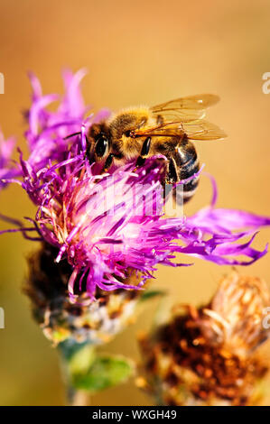 Nahaufnahme der Honigbiene auf Flockenblume Blüte Stockfoto