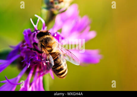 Nahaufnahme der Honigbiene auf Flockenblume Blüte Stockfoto