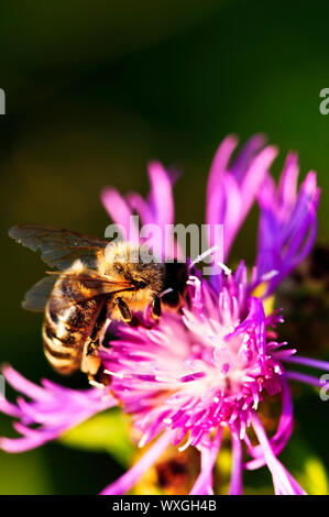 Nahaufnahme der Honigbiene auf Flockenblume Blüte Stockfoto