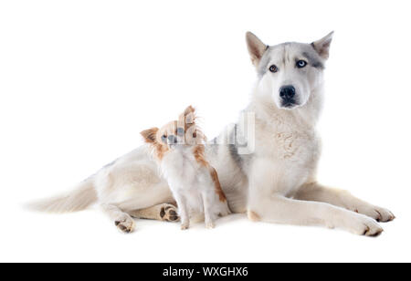 Porträt eines schönen reinrassigen Siberian Husky und chihuahua Stockfoto