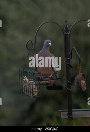 Holz Tauben an einer Futterstelle Stockfoto