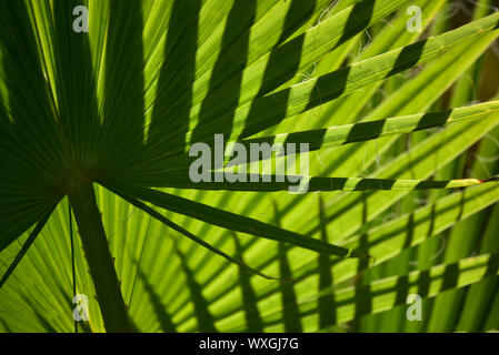 Nahmuster von Palmblättern und Schatten in Marokko Stockfoto