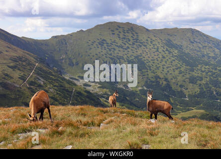 Gämse in der Natur - Rupicapra, Tatra, Slowakei Stockfoto