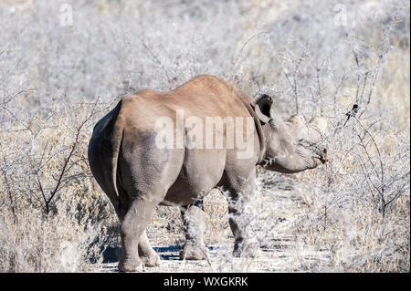 Eine Schwarze Nashorn - Diceros bicornis - Essen scrubs auf den Ebenen der Etosha Nationalpark, Namibia. Stockfoto