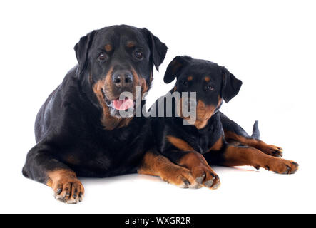 Porträt eines reinrassigen Rottweiler vor weißem Hintergrund Stockfoto