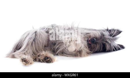 Porträt der Pyrenäen-Schäferhund vor einem weißen Hintergrund Stockfoto