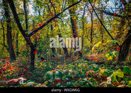 Wilder Herbst Wald mit Bäumen und bunten wilden Trauben Blätter groundcovered Stockfoto