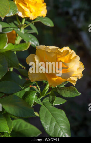 Eine gelb blühende Rosen im Garten. Schöne gelbe Rose Bush wächst auf blumenbeet am sonnigen Sommertag. Stockfoto