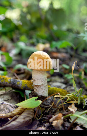Orange cap Steinpilze. Ernte von Wald essbare Pilze. Eine junge steinpilze wächst in der Espe Wald, ein Pilz mit einem roten Motorhaube und einem weißen Fuß unter Th Stockfoto