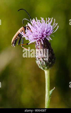 Cerambycidae, Cirsium muticum, Makro einer Longhorn Käfer auf einen Sumpf Thistle blühende Pflanze Stockfoto