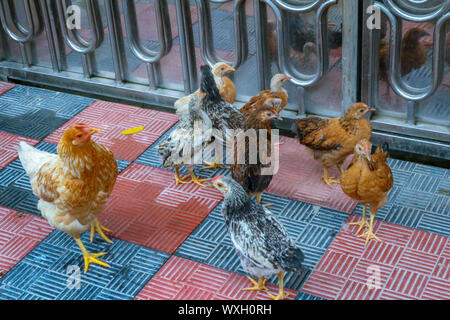 Eine Gruppe von Henne oder Huhn zusammen Stockfoto