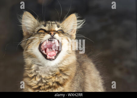 Verspielte grau gestreifte Katze mit offenen Mund gähnt Closeup auf wenig verschwommenen Hintergrund. Portrait von hauskatze Stockfoto