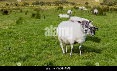 Schafe auf dem grünen Rasen in Irland Stockfoto