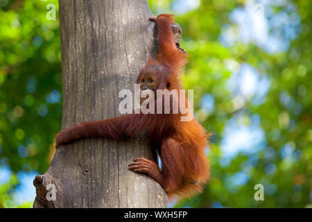 Orang-Utan im Dschungel von Borneo, Malaysia Stockfoto