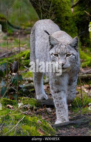 Eurasischen Luchs (Lynx lynx). Nach wandern in einem Wald. Deutschland Stockfoto