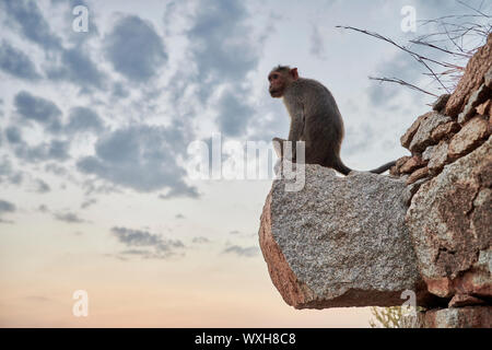 Motorhaube Makaken (Macaca radiata) an Malyavanta Raghunatha Tempel, Hampi, UNESCO-Weltkulturerbe, Karnataka, Indien Stockfoto