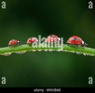 Zwei - Marienkäfer, zwei beschmutzt - gefleckte Dame Käfer (Adalia bipunctata). Fünf Käfer auf einem Tau - überdachte Klingenwechsel von Gras. Digital komponieren. Stockfoto