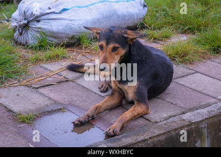 Straße schwarzer Hund sitzen auf nassem Boden In einer regnerischen Tag Stockfoto