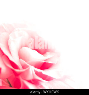 Schöne rosa Eustoma Blume auf dem weißen Hintergrund Stockfoto