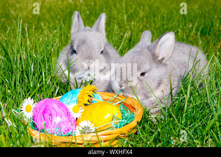 Hauskaninchen, Perlfeh. Zwei junge im Gras neben einem Osternest mit bunten Eiern. Deutschland Stockfoto