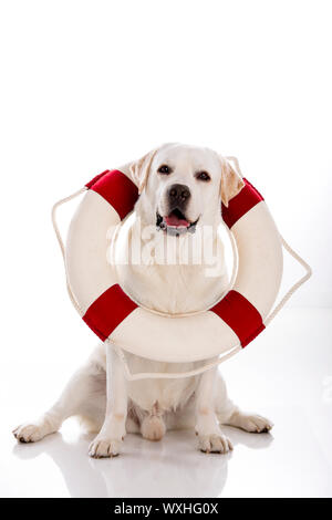 Schöne Labrador Retriever sitzend im Stock mit einer Boje Seemann Stockfoto