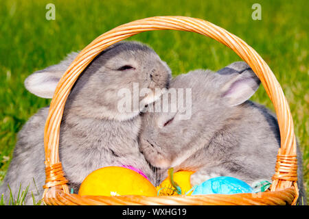 Hauskaninchen, Perlfeh. Zwei junge im Gras neben einem Osternest mit bunten Eiern. Deutschland Stockfoto