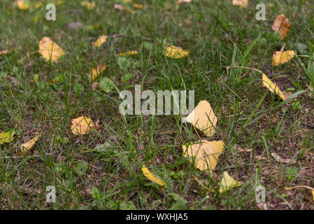 Herbst gelbe Blätter auf dem Boden liegend im Herbst Park um fallen lässt. Anfang Herbst, Herbst Oktober. Gelb Herbst Blätter auf dem Boden. Schöne Stockfoto