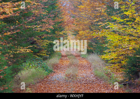 Gemeinsame Buche (Fagus sylvatica), Pfad durch den Wald im Herbst. Nationalpark Bayerischer Wald, Bayern, Deutschland Stockfoto