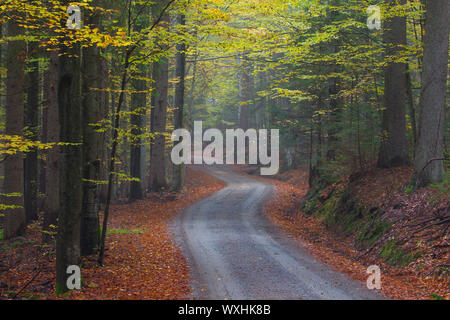 Gemeinsame Buche (Fagus sylvatica), Pfad durch den Wald im Herbst. Nationalpark Bayerischer Wald, Bayern, Deutschland Stockfoto