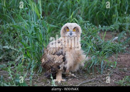 Uhu (Bubo bubo). Kinder auf dem Boden. Deutschland Stockfoto