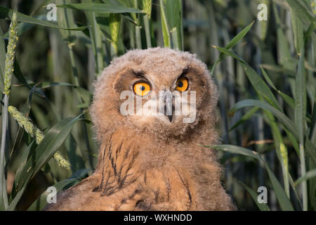 Uhu (Bubo bubo), Portrait von Jugendlichen Stockfoto