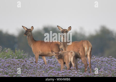 Red Deer (Cervus elaphus). Hinds und Kälber in blühenden Phacelia. Scania, Schweden Stockfoto