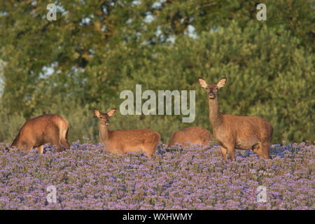 Red Deer (Cervus elaphus). Hinds und Kälber in blühenden Phacelia. Scania, Schweden Stockfoto