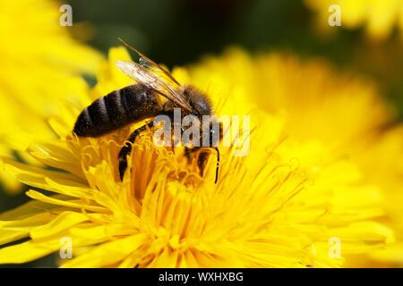 Biene auf Löwenzahn Stockfoto