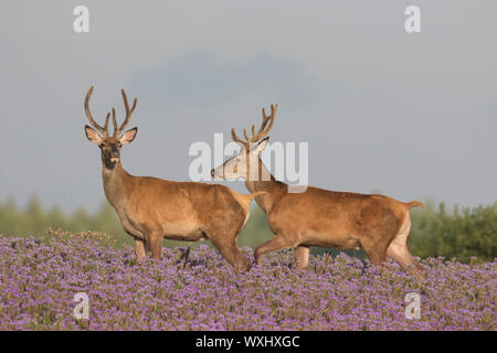Red Deer (Cervus elaphus). Zwei Hirsche in blühenden Phacelia. Scania, Schweden Stockfoto