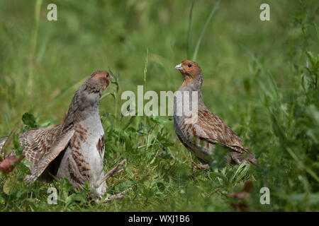 Rebhuhn (Perdix perdix). Männer kämpften, Deutschland Stockfoto