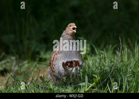 Rebhuhn (Perdix perdix). Männliche Berufung, Deutschland Stockfoto