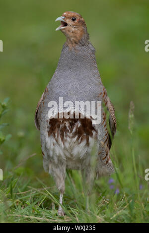 Rebhuhn (Perdix perdix). Männliche Berufung, Deutschland Stockfoto