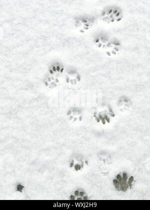 Cat Spuren im Schnee Stockfoto