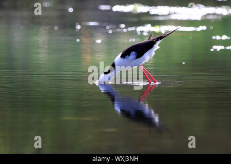 Pied stelze Vogel mit seinen Kopf unter Wasser nach Nahrung suchen, Indonesien Stockfoto