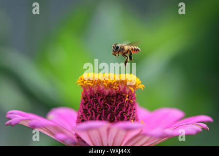 Biene auf einer Blume schwebend, Indonesien Stockfoto