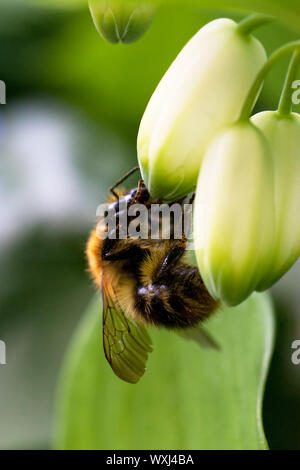 Behaarte Hummel auf einer geschlossenen Knospe. Makro-Ansicht. Stockfoto