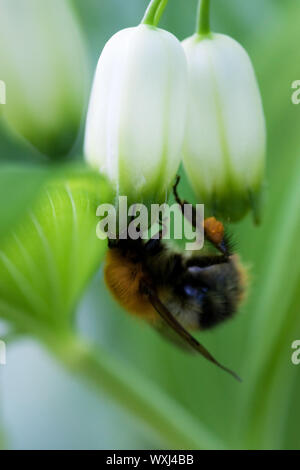 Behaarte Hummel auf einer geschlossenen Knospe. Makro-Ansicht. Stockfoto