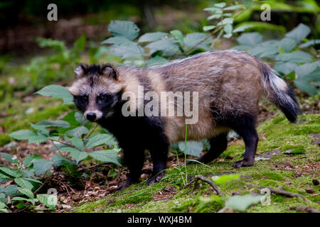 Marderhund (Nyctereutes procyonoides). Nach stadning, gesehen - auf Deutschland Stockfoto