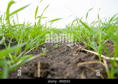 Zeilen von Weizen Stockfoto