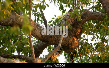 Leopard cub liegen in einem Baum, Südafrika Stockfoto