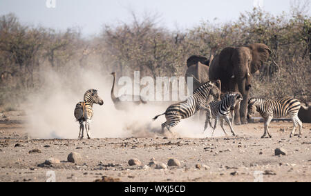 Zebras kämpfen vor Elefanten und ein Strauß, Südafrika Stockfoto